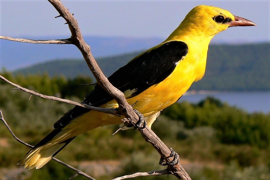 Birdwatching